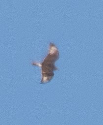 Ferruginous Hawk - Elizabeth Crouthamel