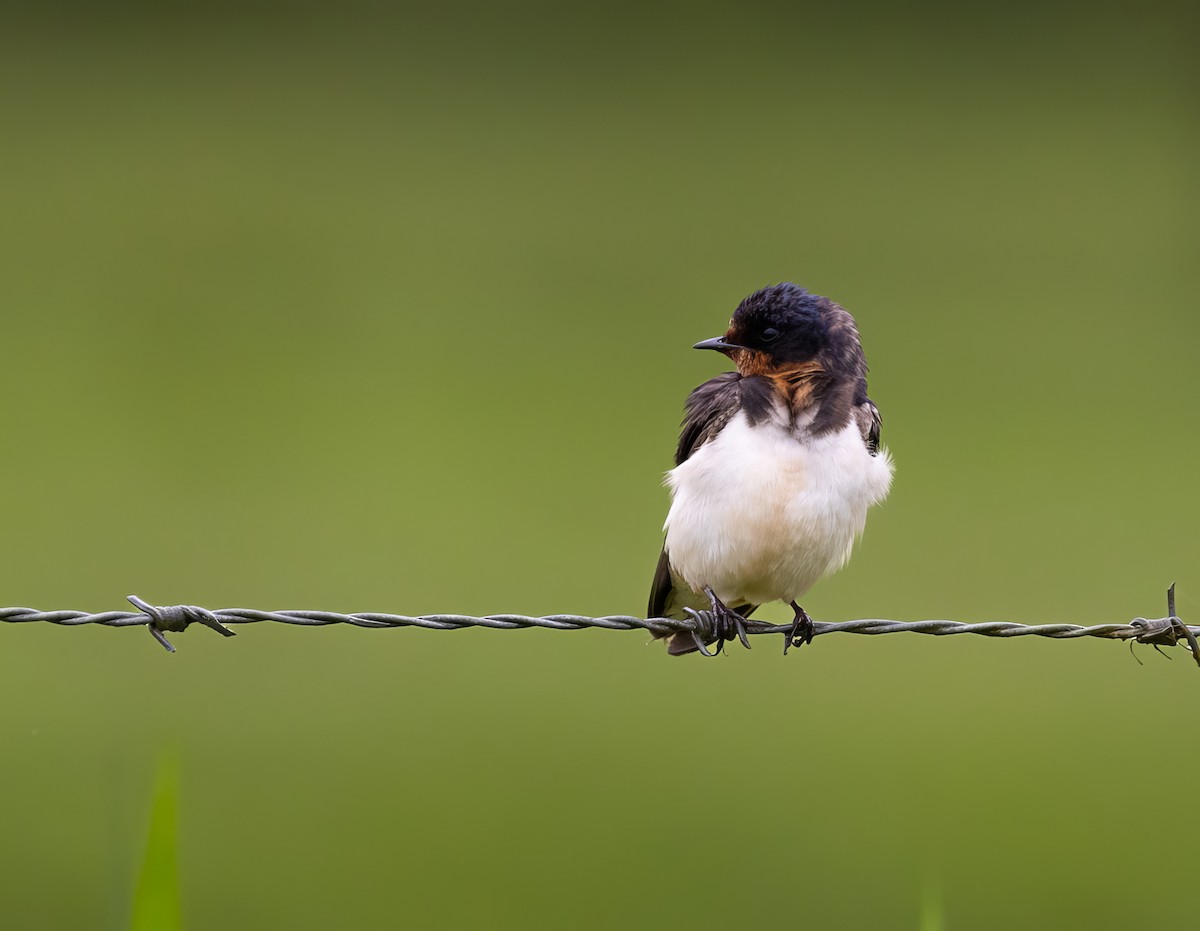 Barn Swallow - Ronaldo Lebowski