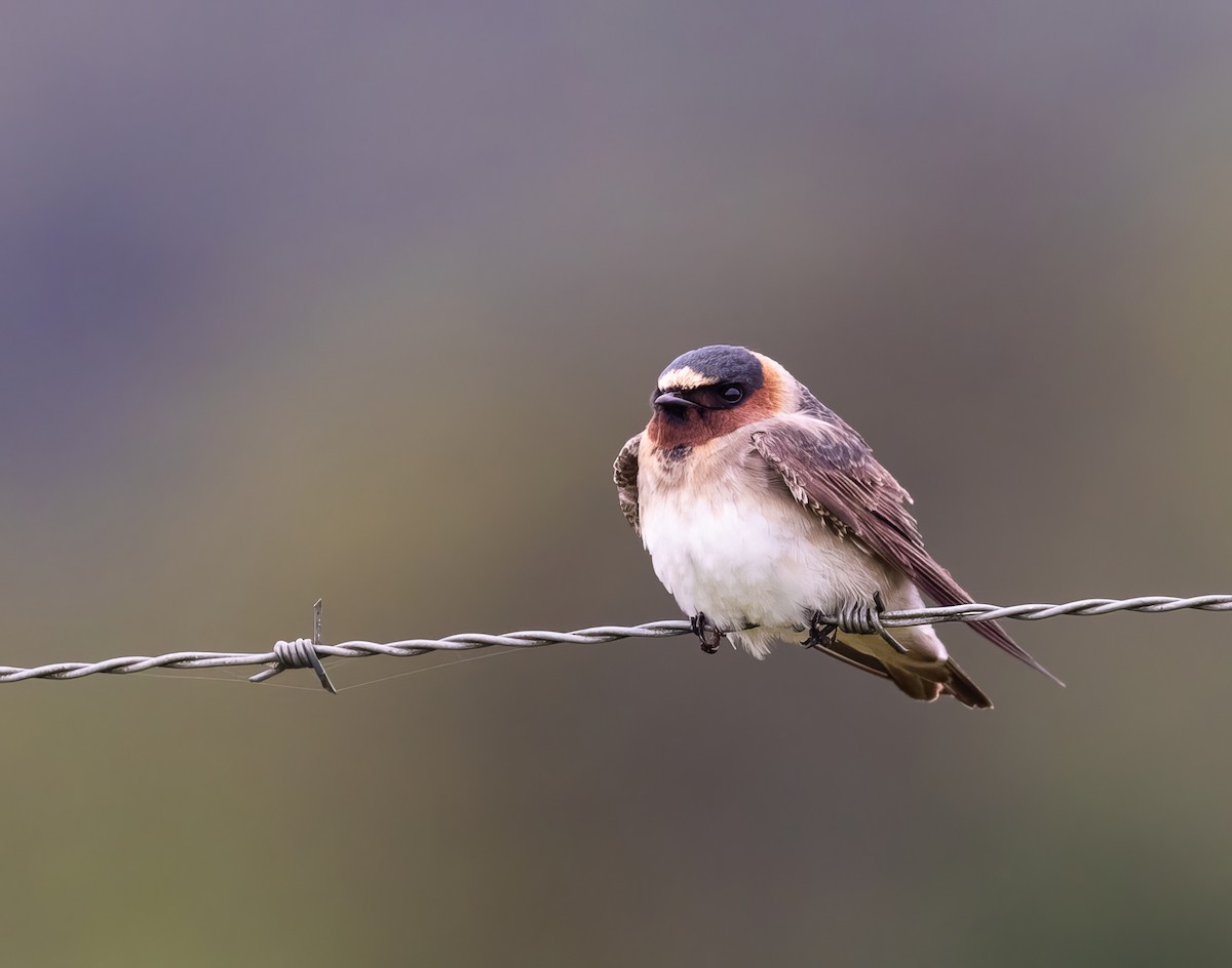 Cliff Swallow - ML610034976