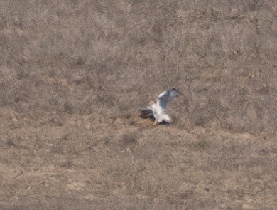 Ferruginous Hawk - Elizabeth Crouthamel