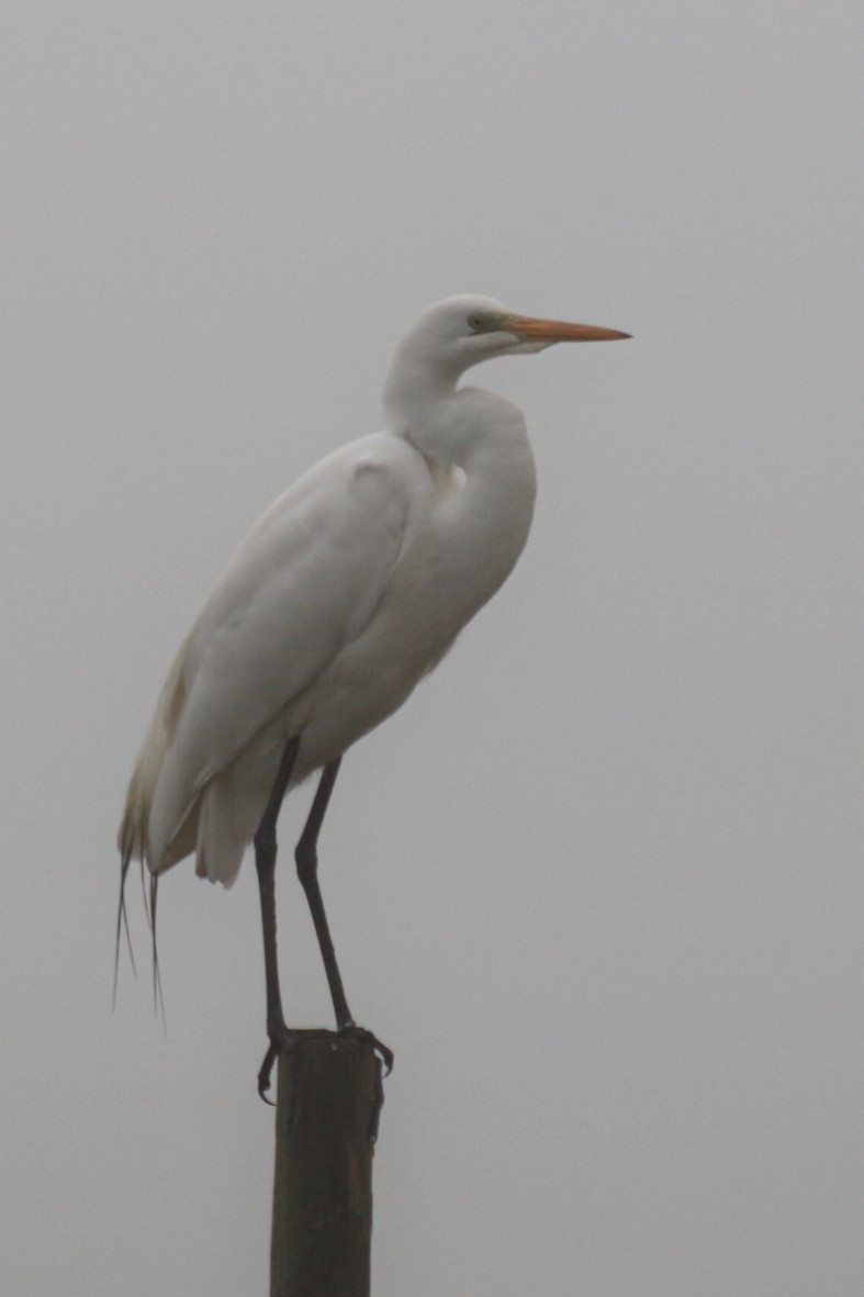 Great Egret - Loreto Cooper