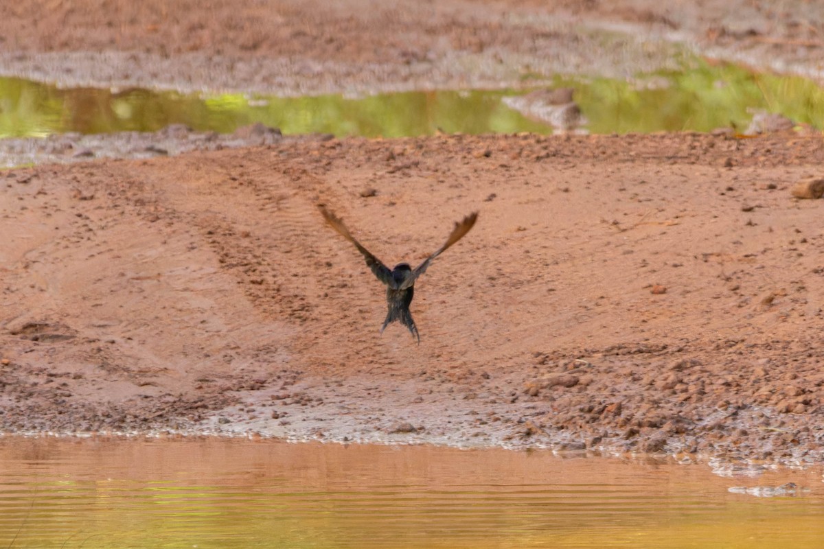 Golondrina Fanti - ML610035117