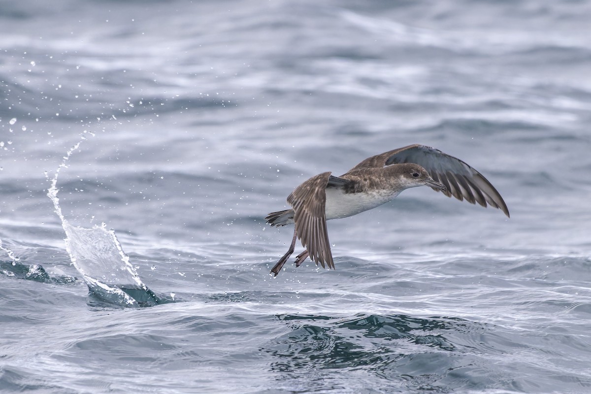 Fluttering Shearwater - ML610035143