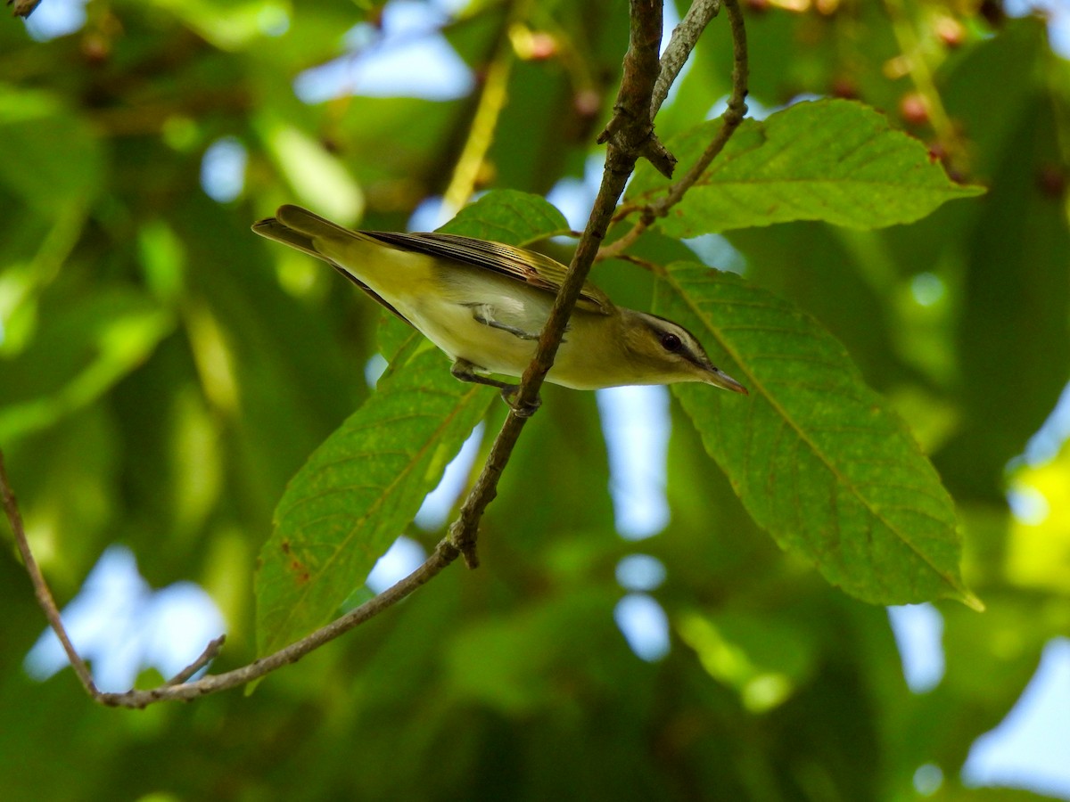 Black-whiskered Vireo - ML610035183