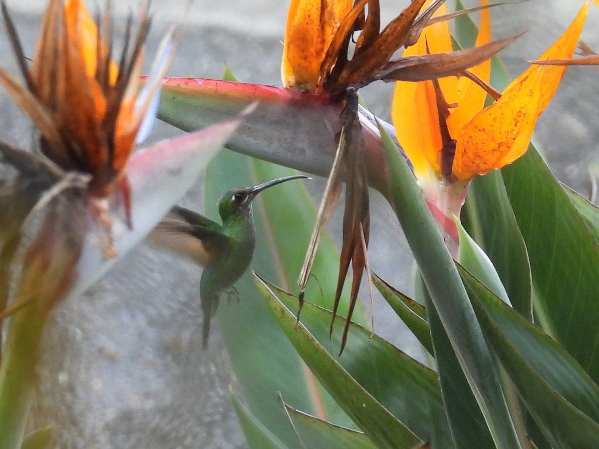 kolibřík fialovoprsý - ML610035191
