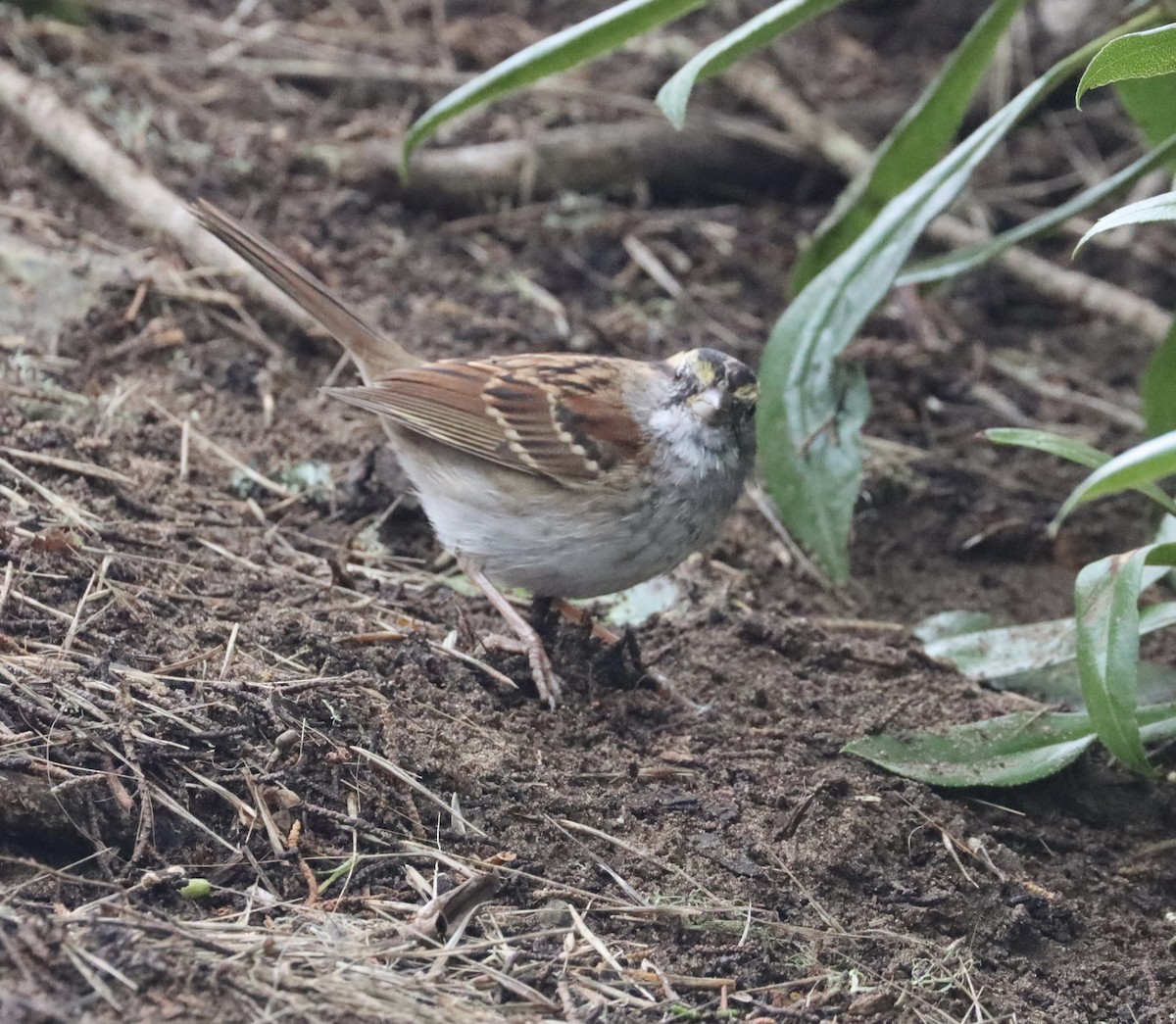 White-throated Sparrow - ML610035205