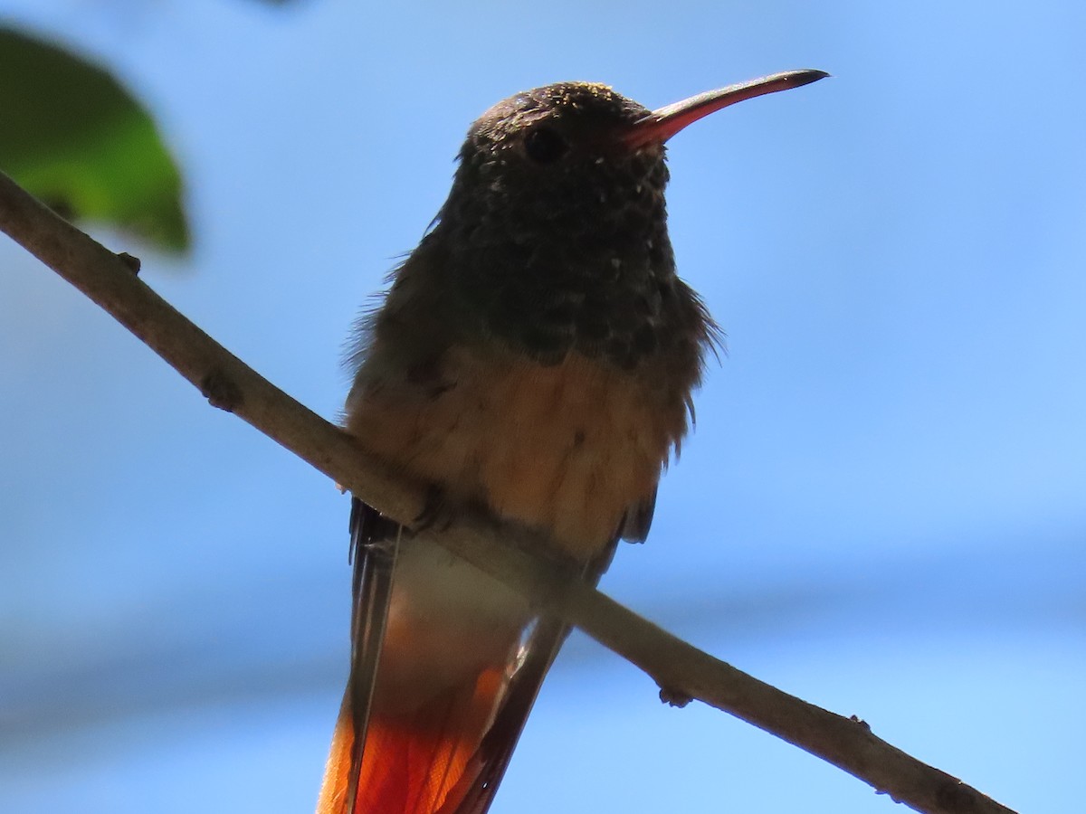 Buff-bellied Hummingbird - ML610035214