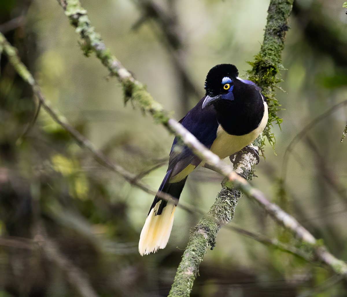 Plush-crested Jay - ML610035223