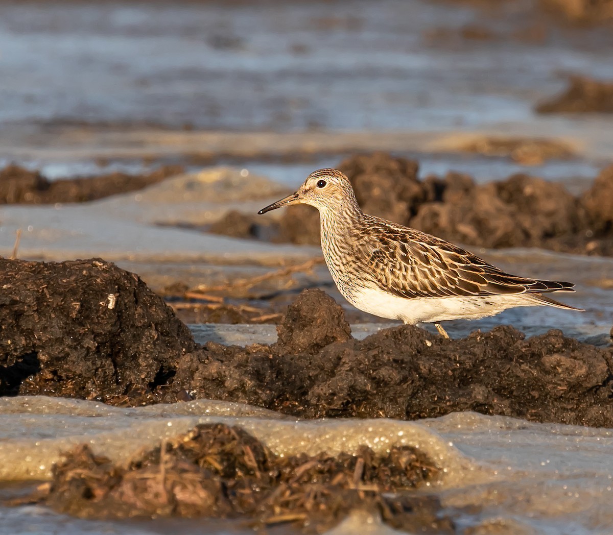 Bécasseau à poitrine cendrée - ML610035246