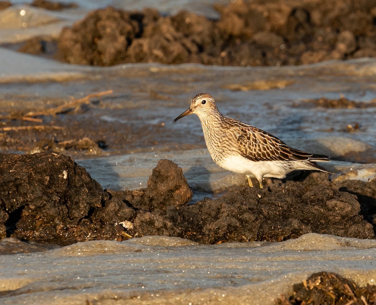 Pectoral Sandpiper - ML610035248