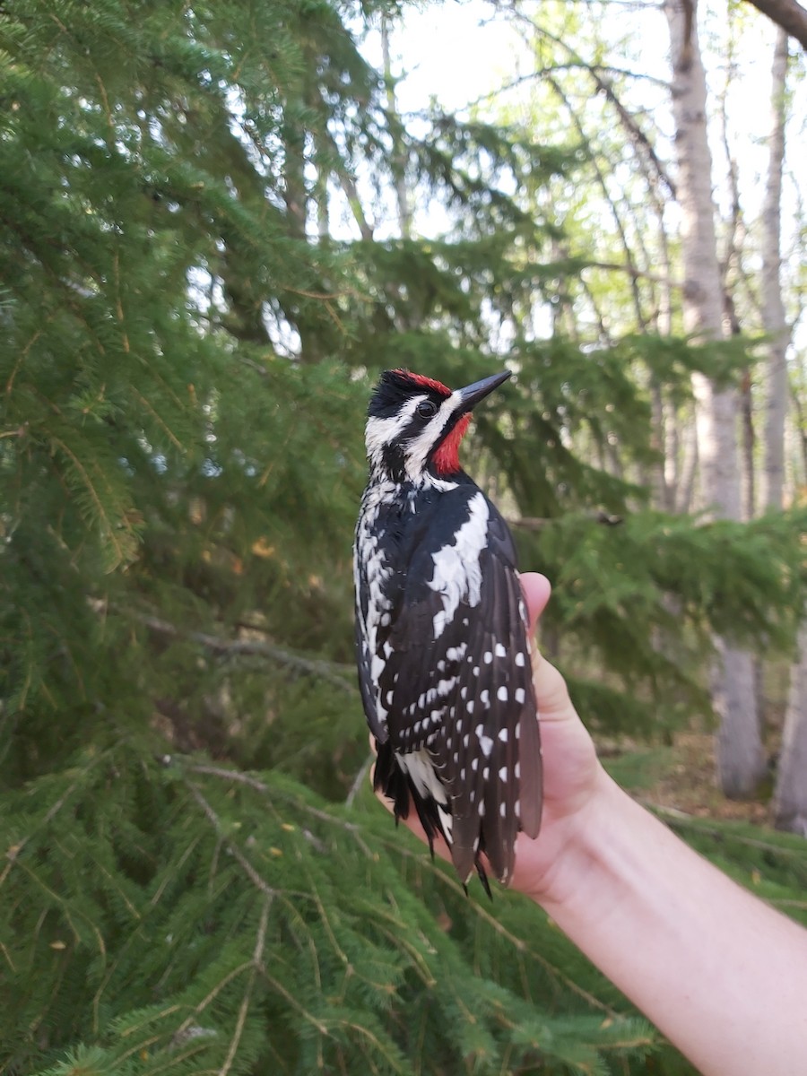 Yellow-bellied Sapsucker - Ethan Denton