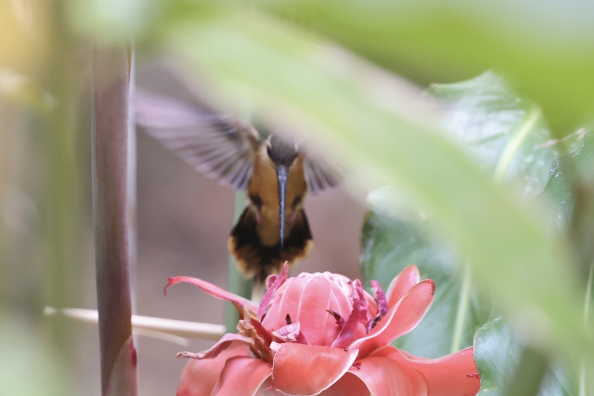 Needle-billed Hermit - Juan martinez