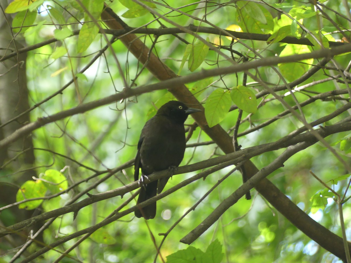 Common Grackle - ML610035306