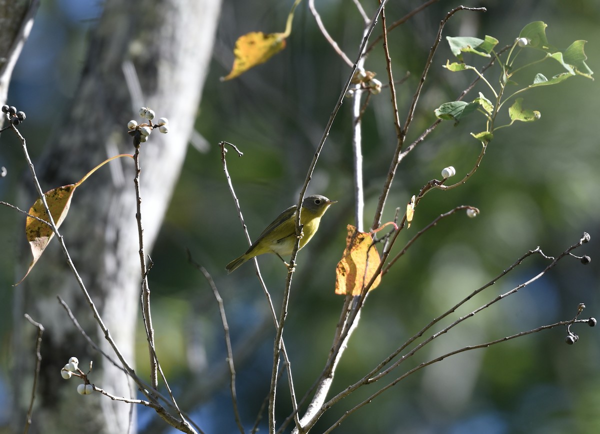 Nashville Warbler - laura endt