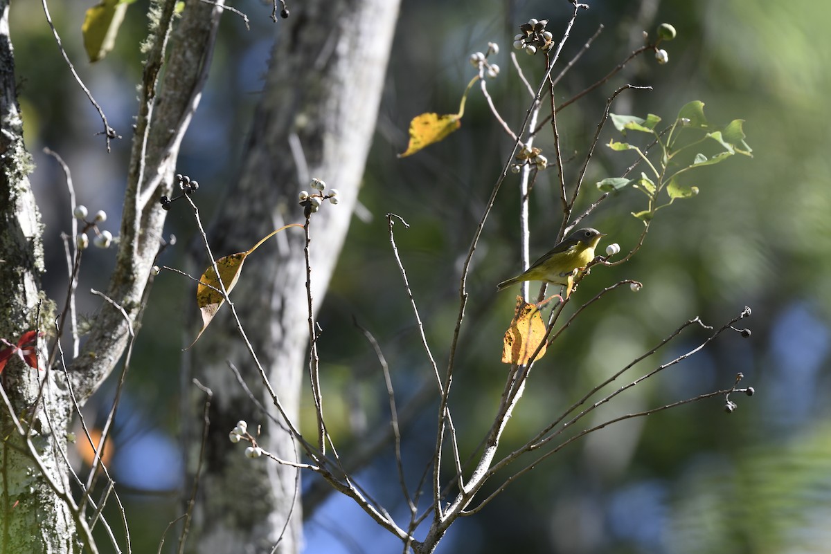 Nashville Warbler - laura endt