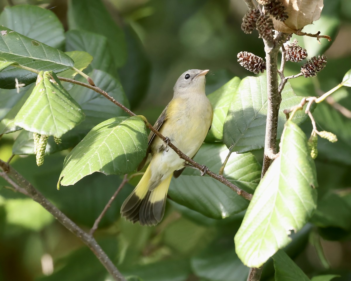 American Redstart - ML610035338