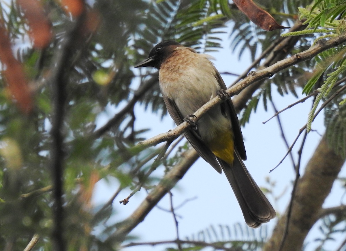 Bulbul Naranjero (grupo tricolor) - ML610035369