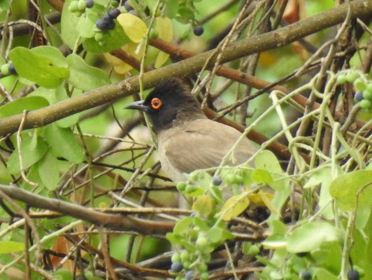 Bulbul Encapuchado - ML610035390