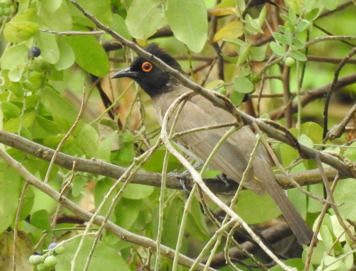 Black-fronted Bulbul - ML610035391