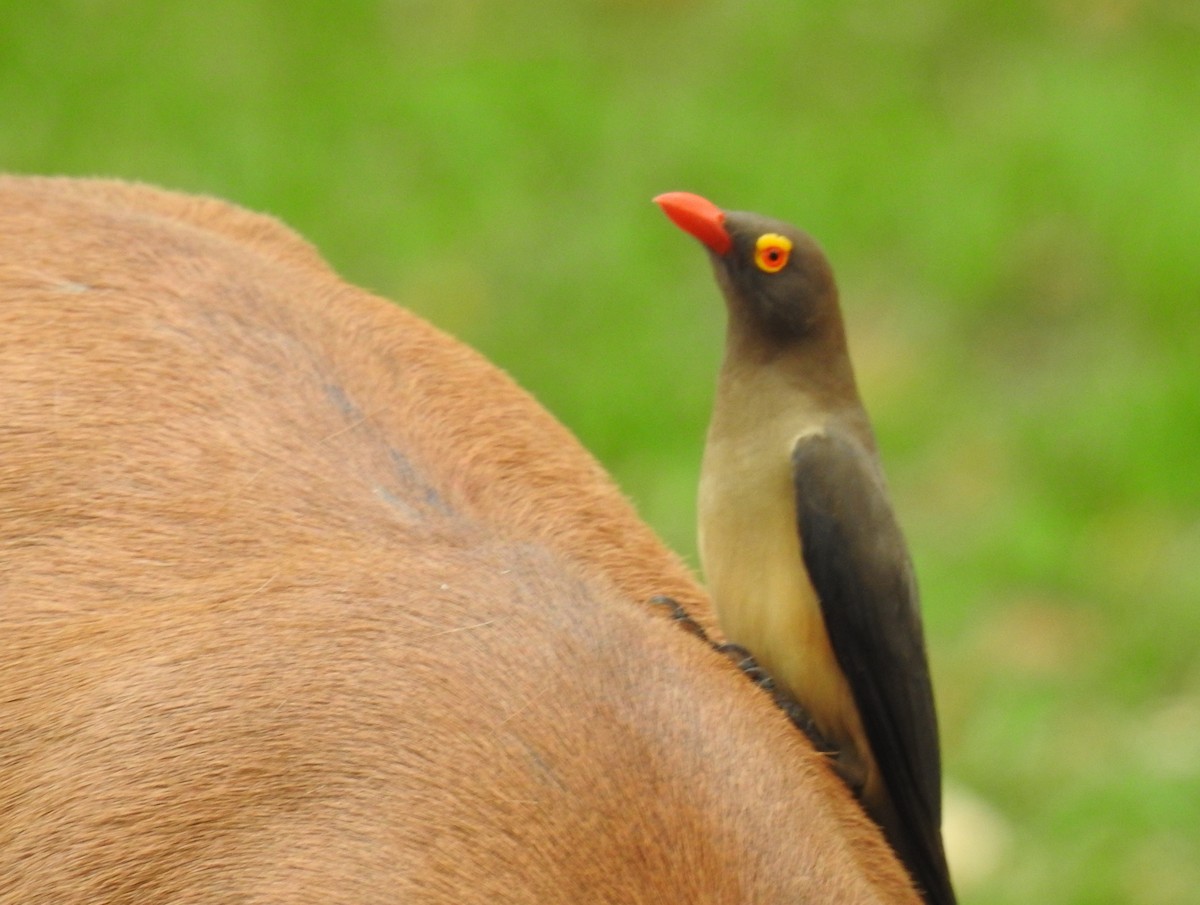 Red-billed Oxpecker - ML610035398