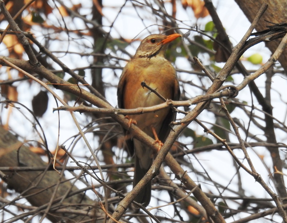 Kurrichane Thrush - ML610035419