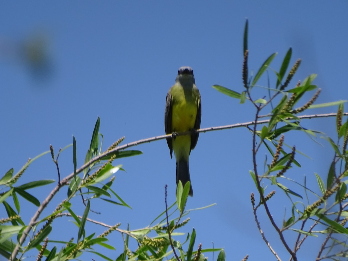 Tropical Kingbird - Mirian Del Río