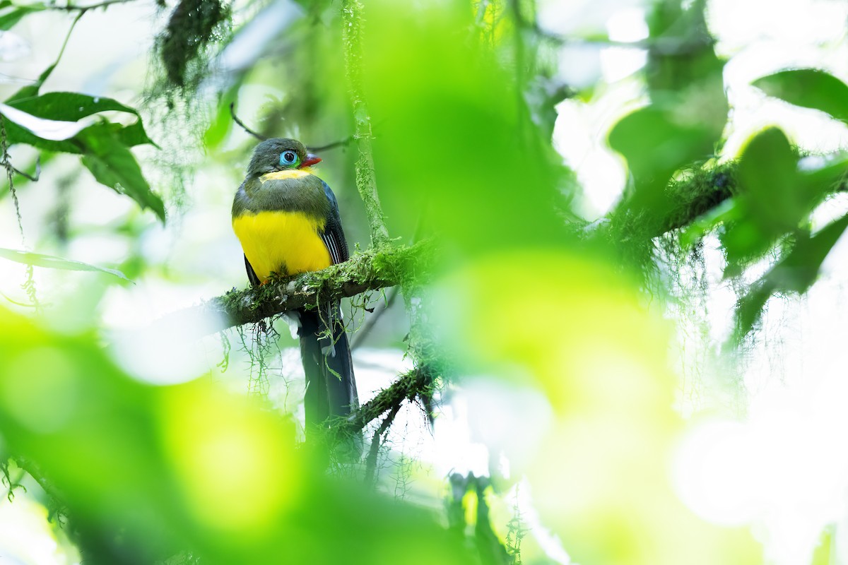 trogon sumaterský - ML610035427