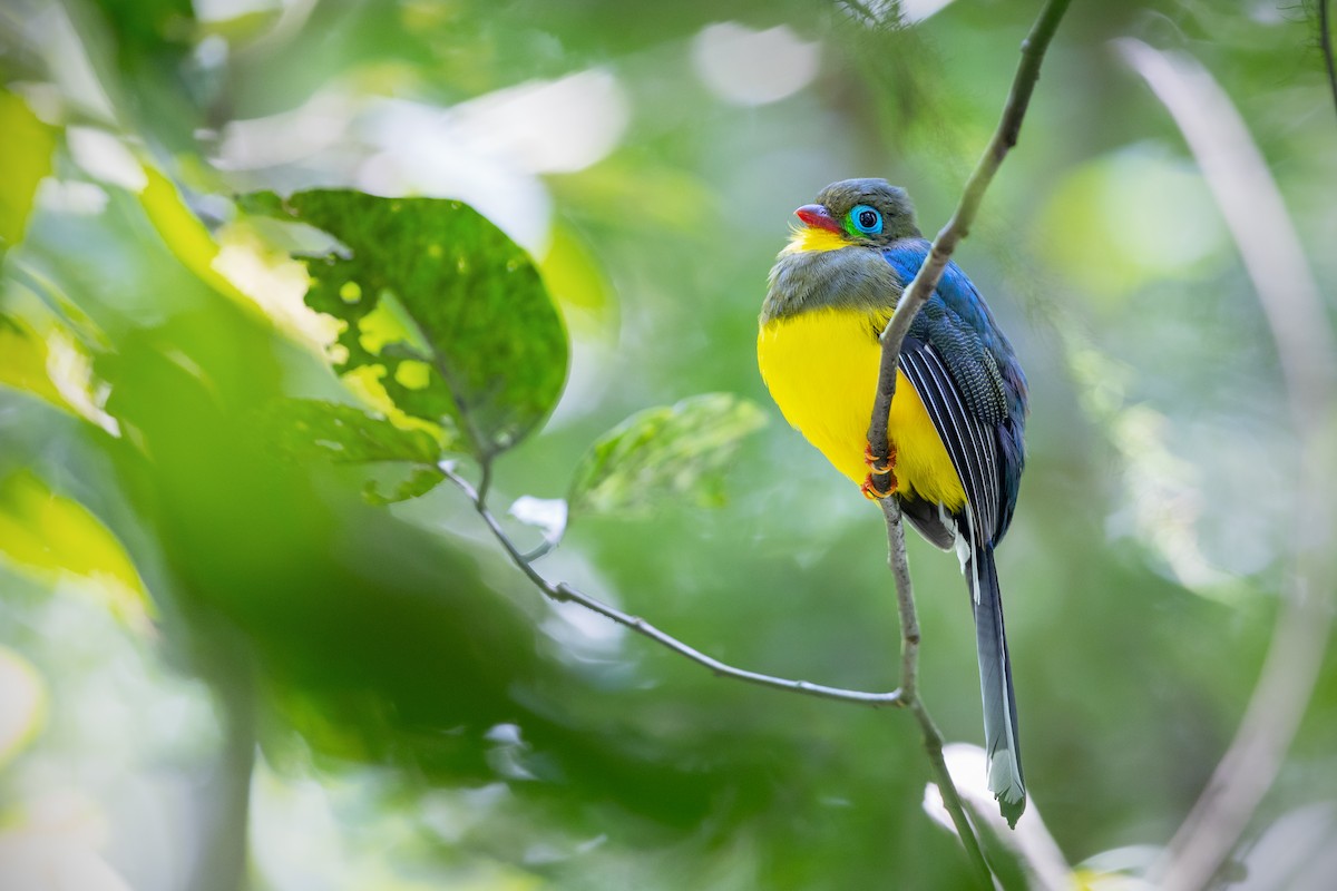 trogon sumaterský - ML610035428