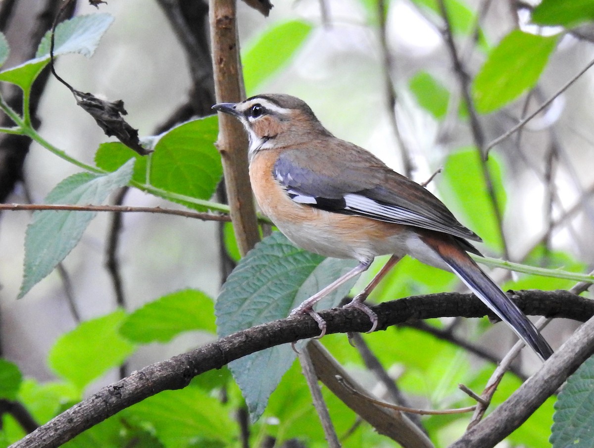 Bearded Scrub-Robin - ML610035431