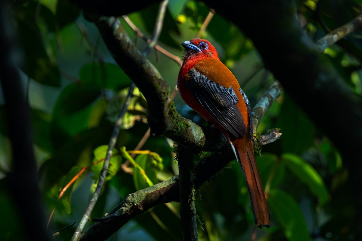 Red-headed Trogon - ML610035457