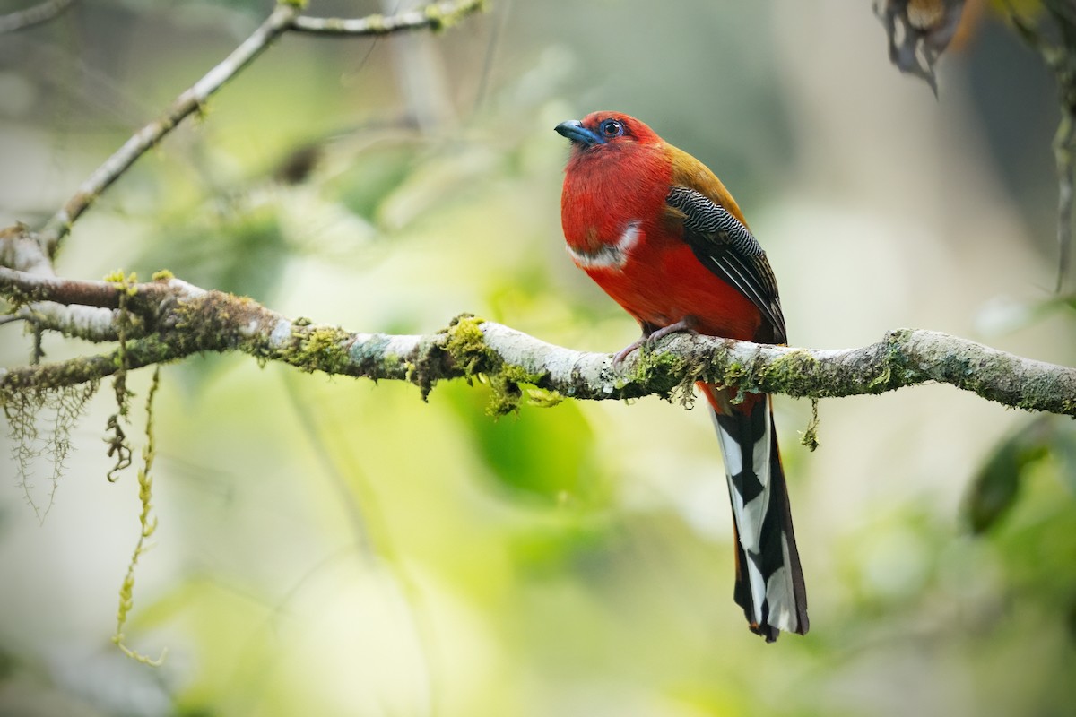 Red-headed Trogon - ML610035458