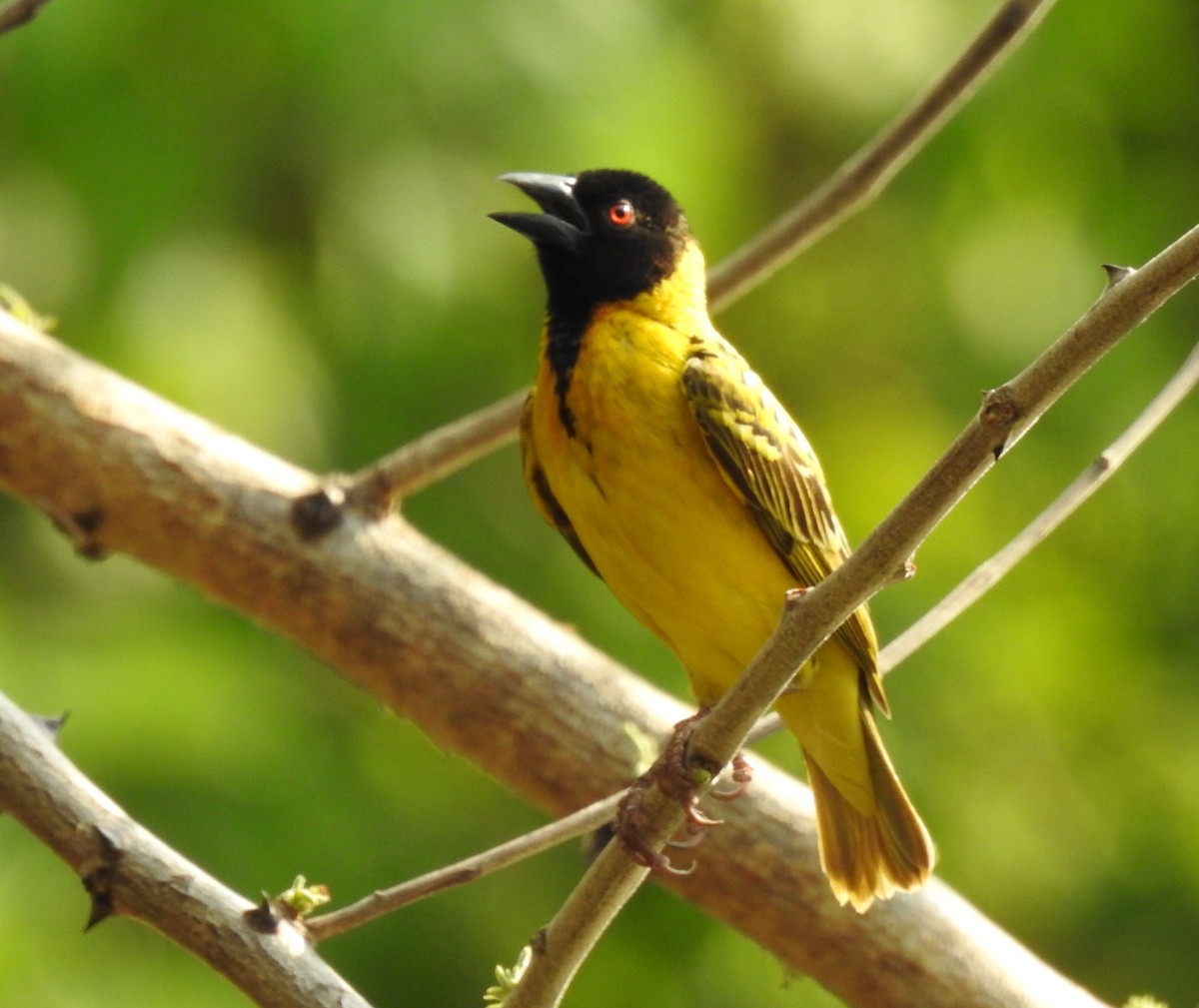 Village Weaver - ML610035467