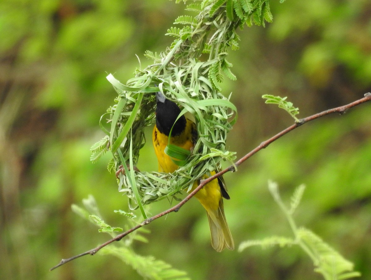 Village Weaver - ML610035468