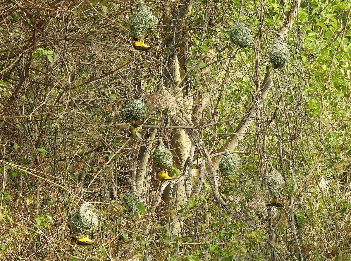 Village Weaver - ML610035469