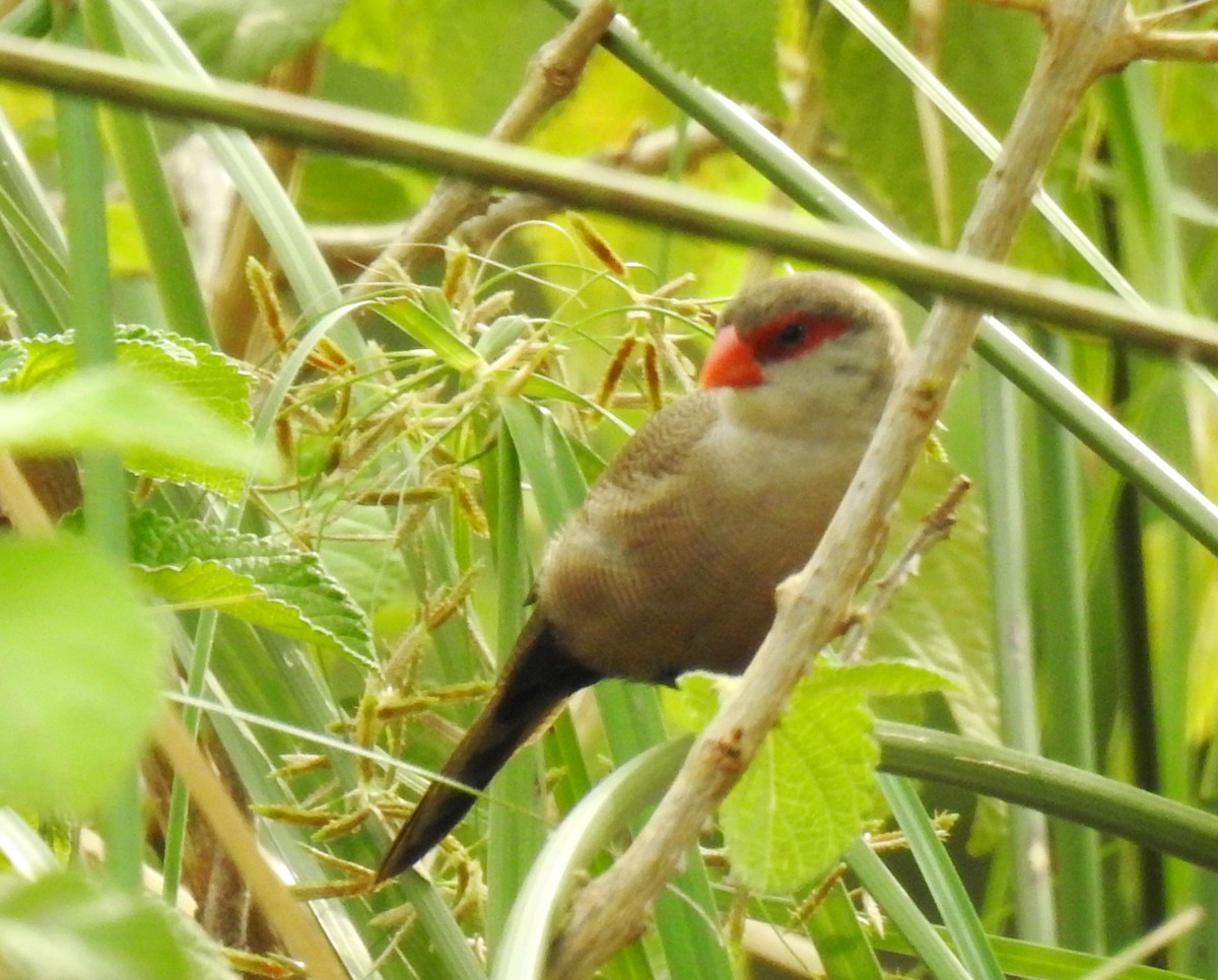 Common Waxbill - ML610035479