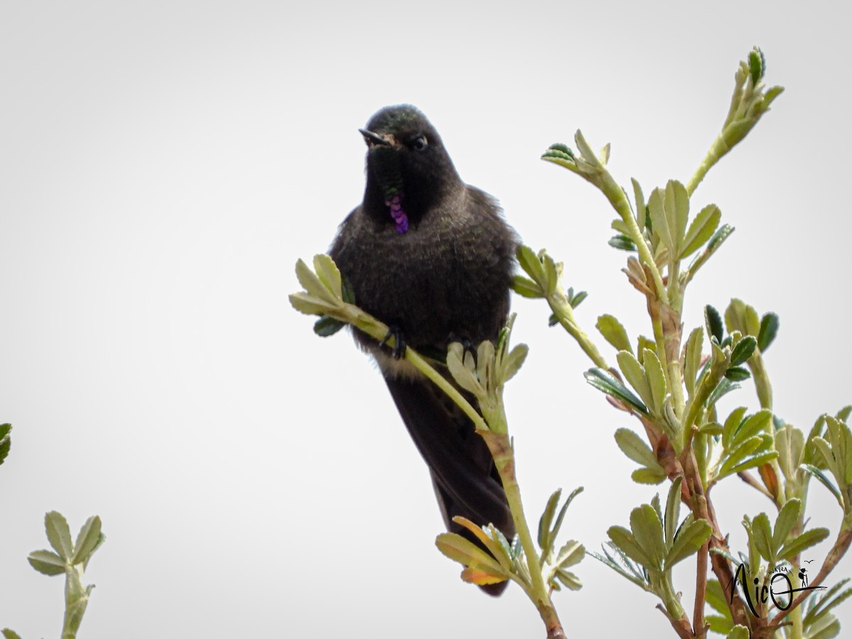 Blue-mantled Thornbill - ML610035493