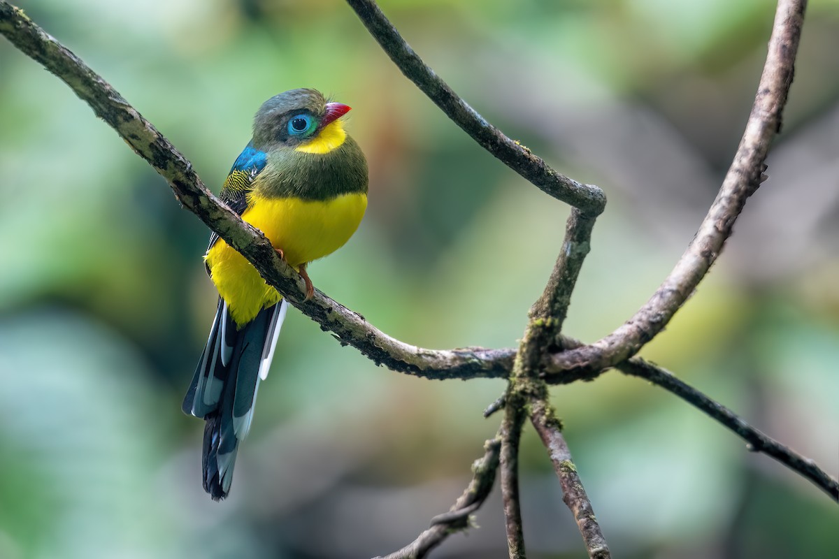 trogon sumaterský - ML610035504