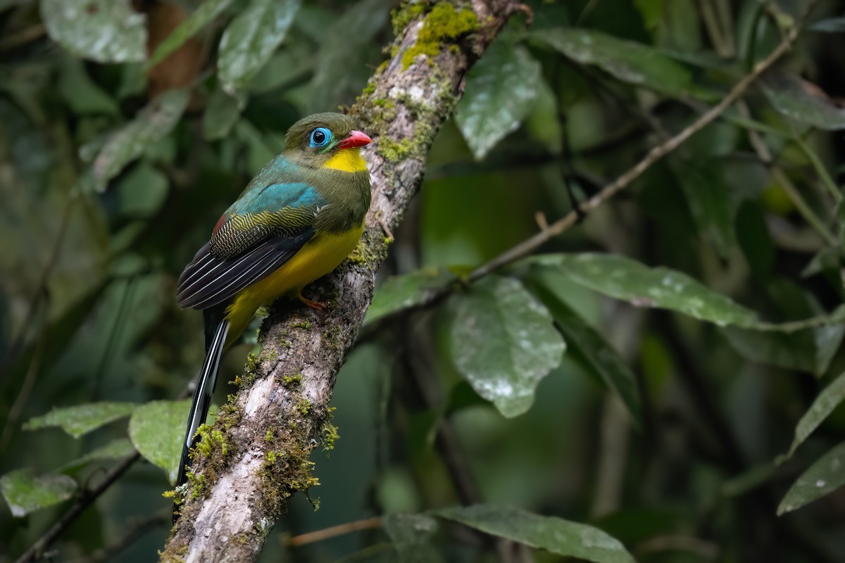 trogon sumaterský - ML610035505