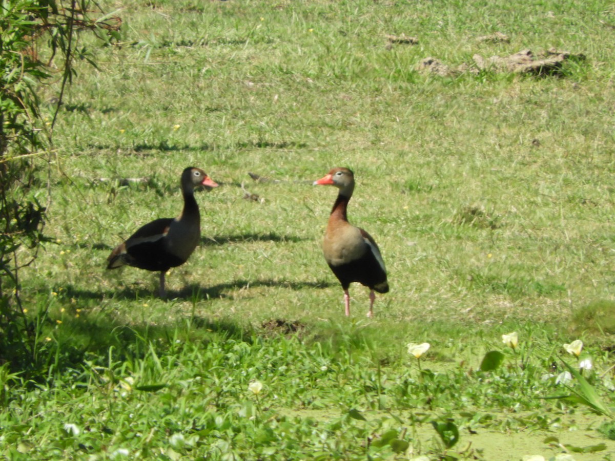 Black-bellied Whistling-Duck - Silvia Enggist