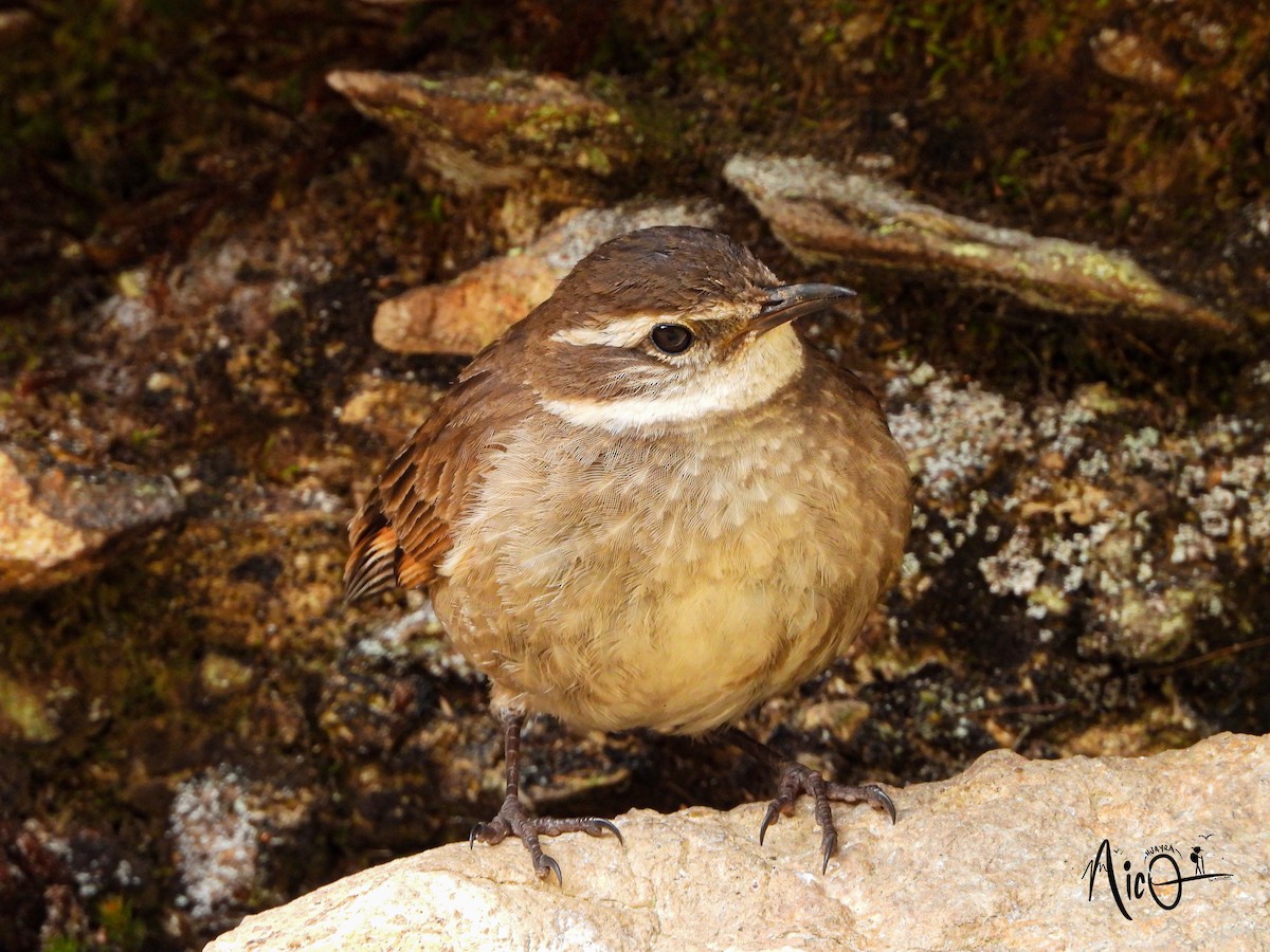 Chestnut-winged Cinclodes - ML610035529