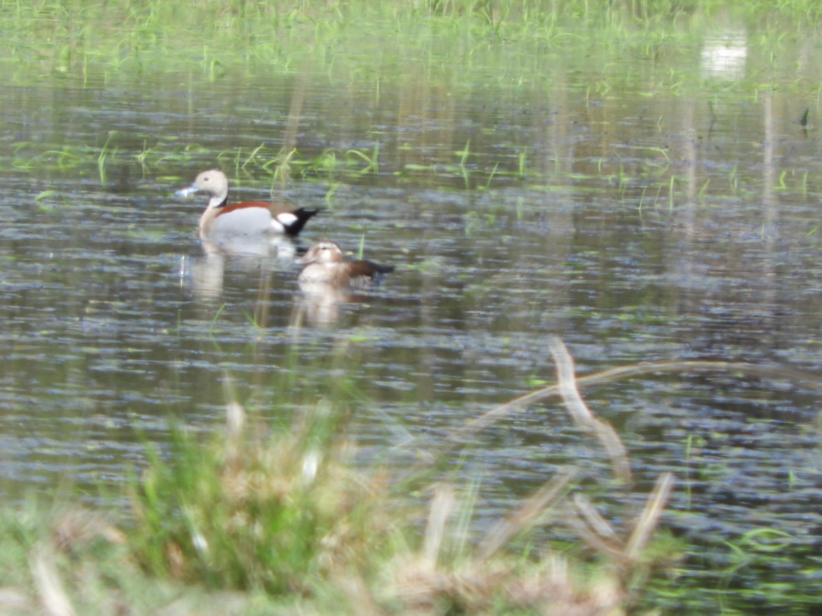 Ringed Teal - ML610035535