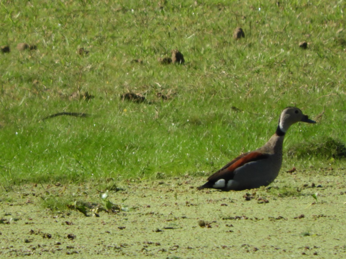 Ringed Teal - Silvia Enggist