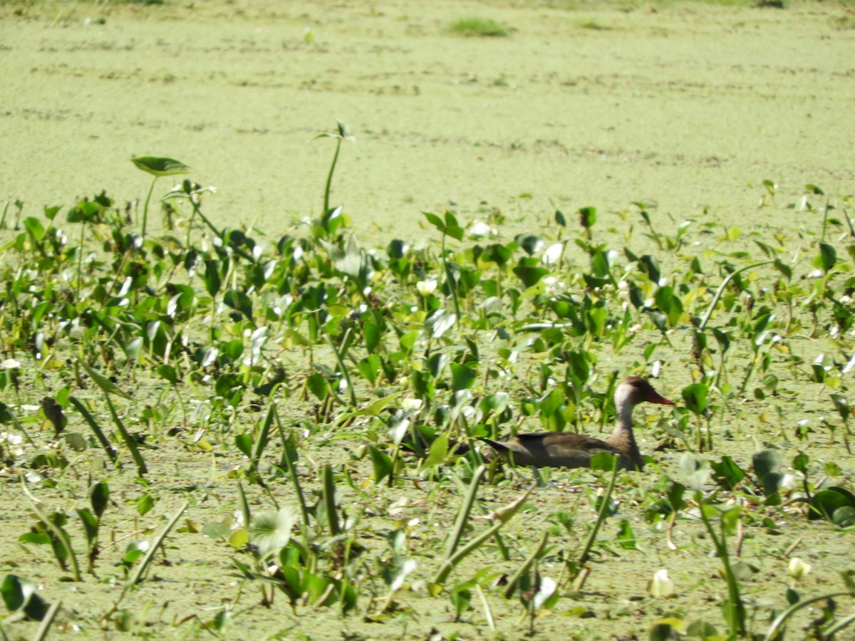 Pato Brasileño - ML610035600