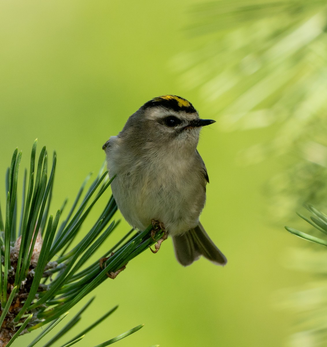 Golden-crowned Kinglet - ML610035603