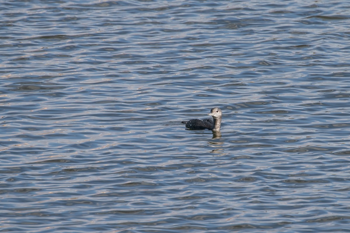 Red-throated Loon - ML610035657