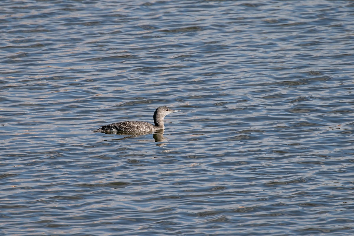 Red-throated Loon - ML610035659