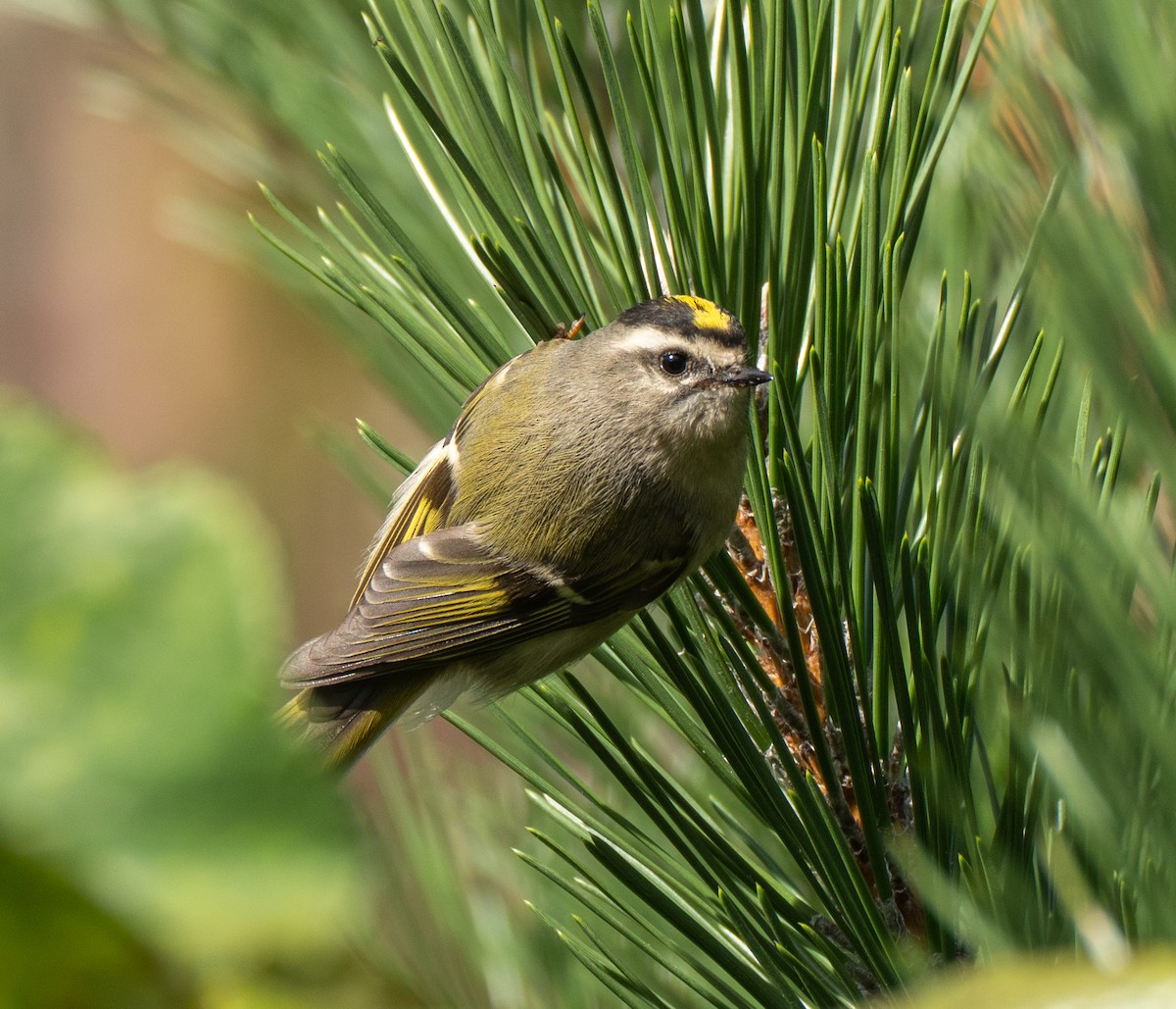 Golden-crowned Kinglet - ML610035684