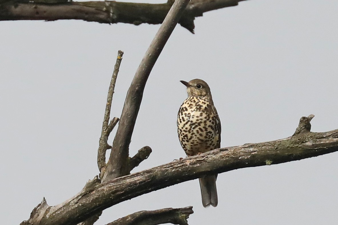 Mistle Thrush - Linda Widdop