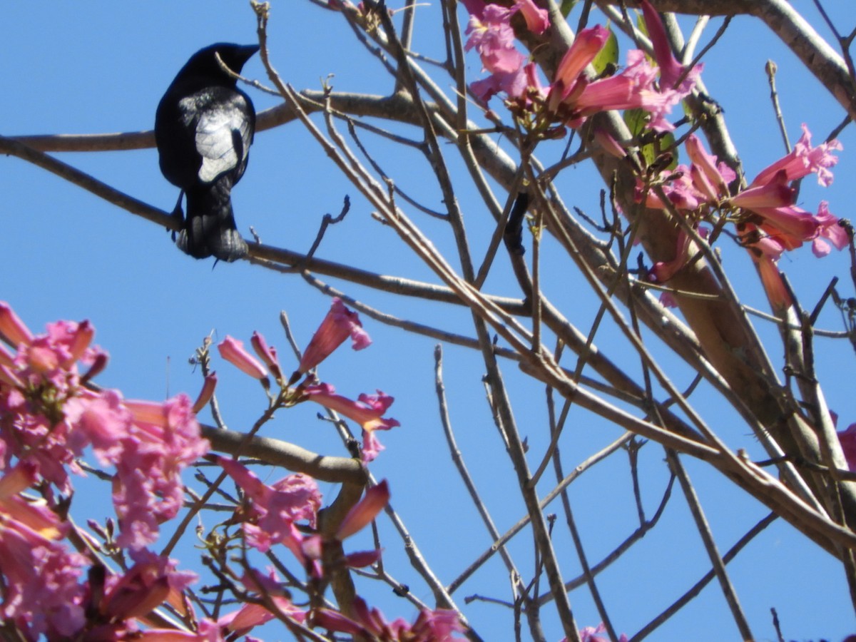 Shiny Cowbird - ML610035772