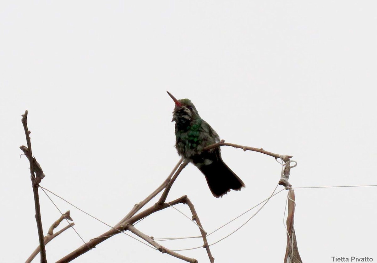 Glittering-bellied Emerald - ML610035812